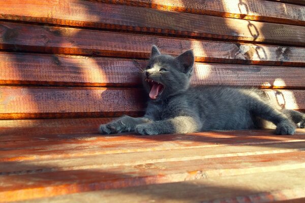 The cat is resting on a wooden bench