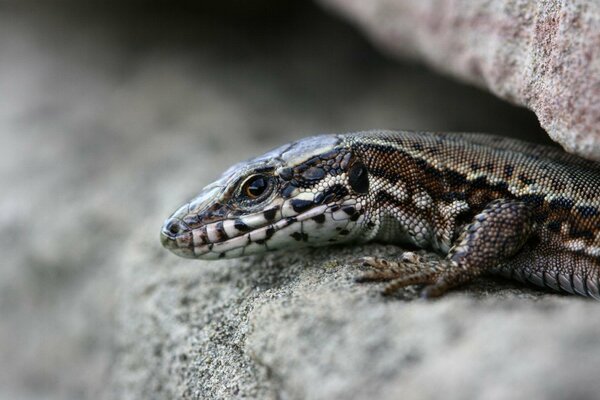 A lizard is sitting in a crevice under a rock