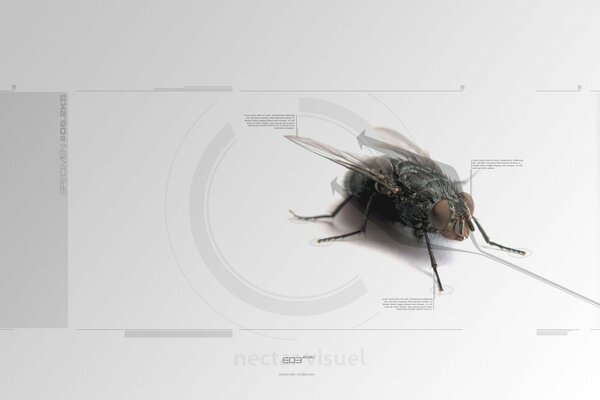 A large fly sits on a white round