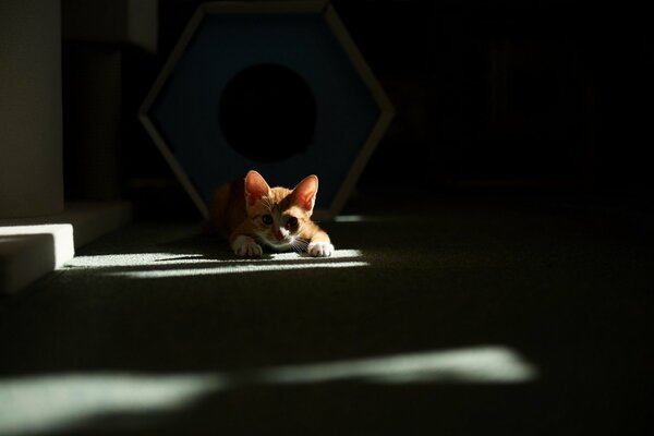 Rousse, petit chaton jouant