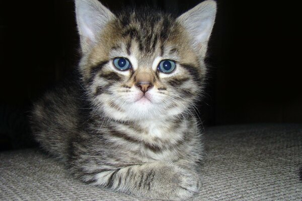 Pequeño gatito con ojos azules