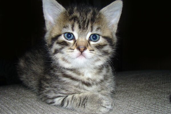 Маленький котенок с голубыми глазами