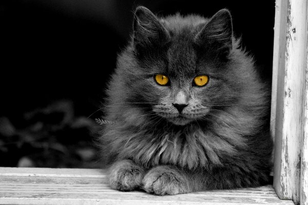 Photo noir et blanc d un chat moelleux avec des yeux brillants