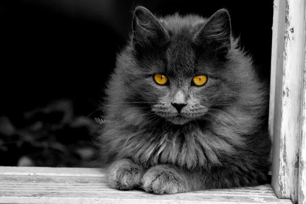 Czarno-białe zdjęcia puszystego kota o jasnych oczach