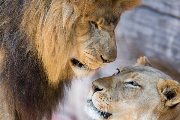 Majestuosa pareja de leones enamorados