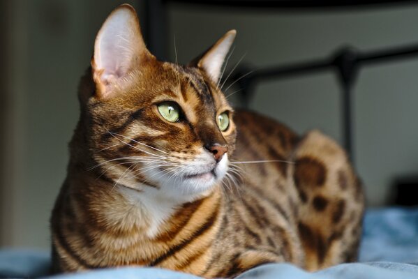 Chat assis et regardant par la fenêtre