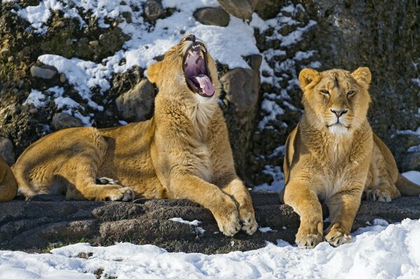 Löwenpaar genießt den Wintertag