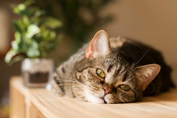 Die Katzenauge und der Blick sagen: Ich möchte nicht aufstehen, ich lege mich noch hin 