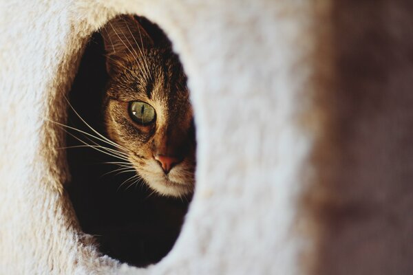 The cat looks out of the cat house