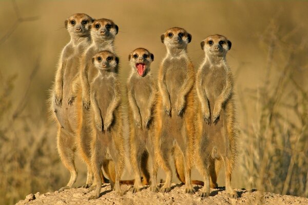 Un grupo de suricatas en el desierto