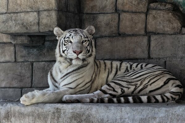 Weißer Tiger auf Steinhintergrund