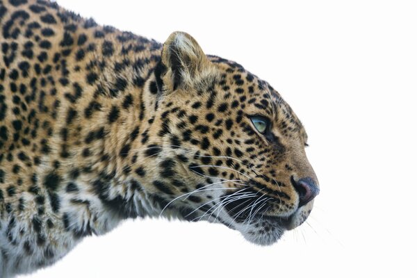Leopard schaut dem Opfer in die Ferne