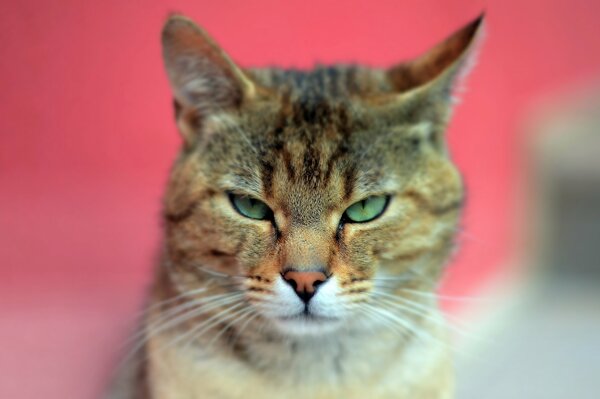 Cat with green eyes close-up