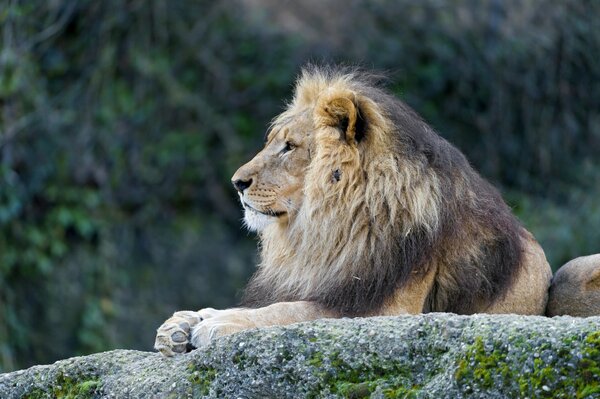 A lion with a beautiful mane on a stone