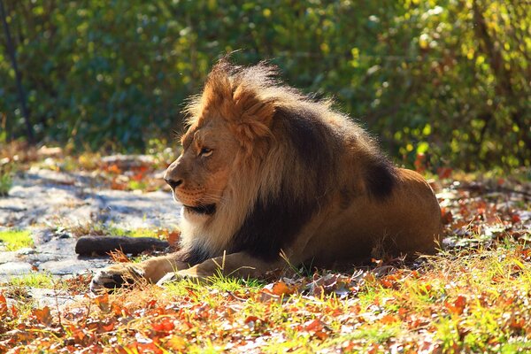 The lion is resting on the grass waiting for his female to come and say something