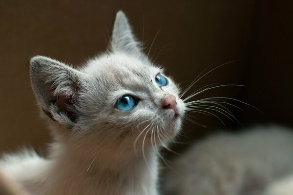 Взгляд котенка. Голубые глаза