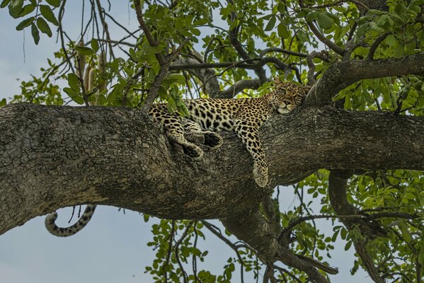 Un leopardo descansa en un árbol