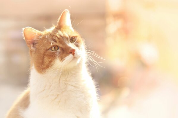 Photo of a beautiful red cat