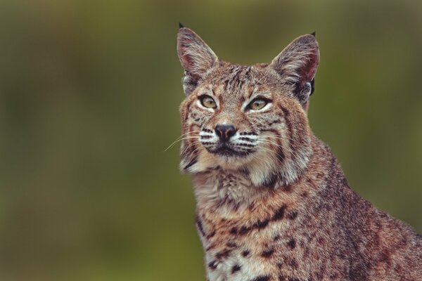 Wild animal lynx. Portrait