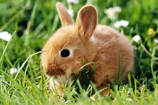 Ein kleines Kaninchen sitzt im Gras