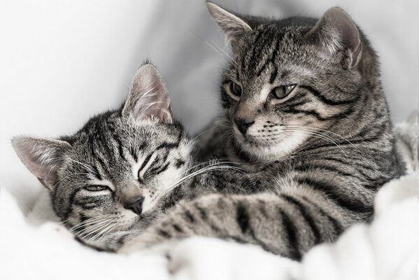 Couple de chats à rayures satisfaits