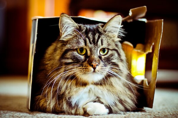 Gros chat dans une boîte en carton