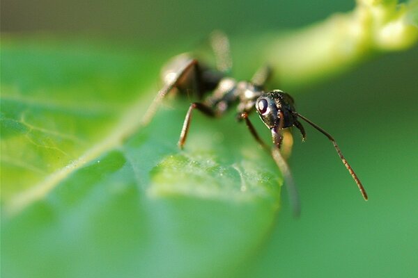 An ant on a green leaf