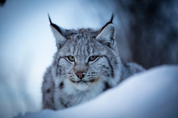 Retrato de un lince en invierno