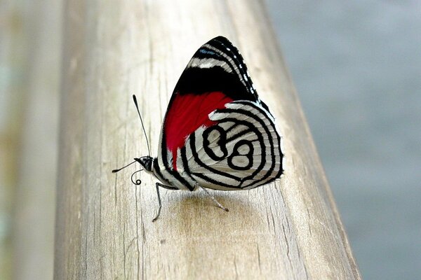 Mariposa inusual en un árbol