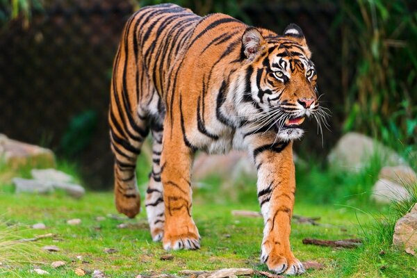 Un animal salvaje, un tigre depredador. Modo de andar