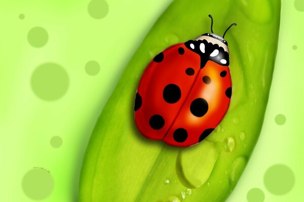 A beetle on a green leaf with dots