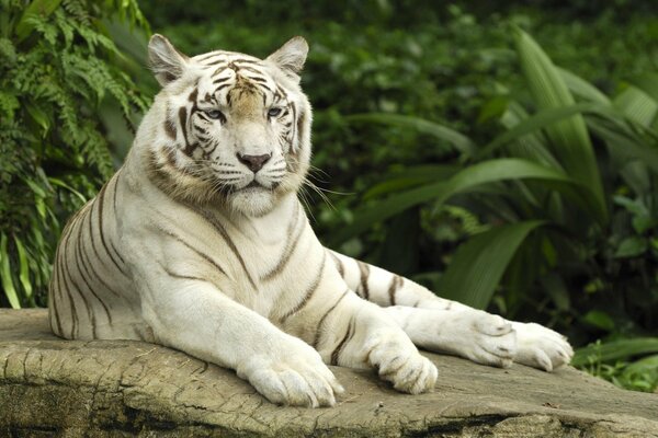 A white tiger is lying on a rock