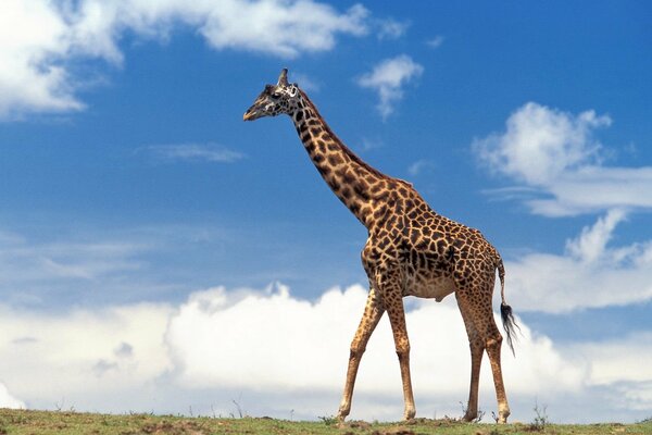 Girafe majestueuse sur fond de ciel bleu