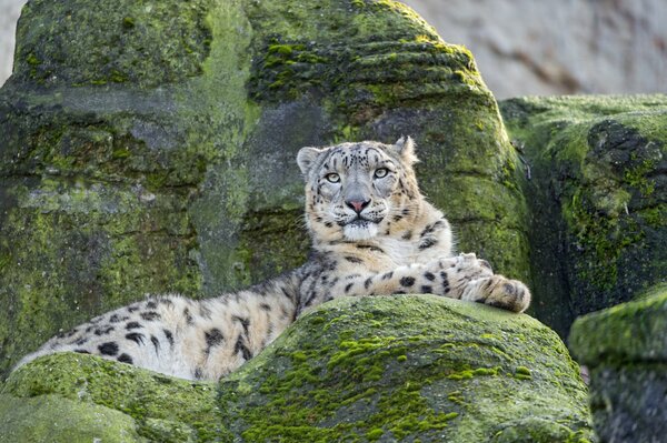 Snow leopard resting on the rocks