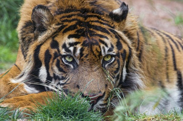 The Sumatran tiger lies and watches