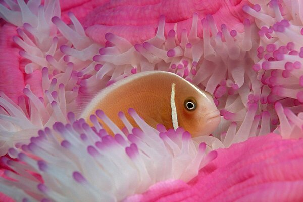 Un pez escondido en una anémona rosa