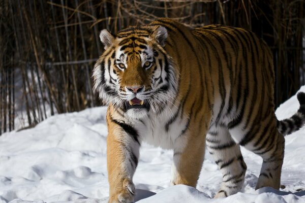 Tigre de l amour dans un zoo enneigé