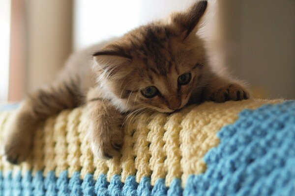 Милый котик на вязанном пледед