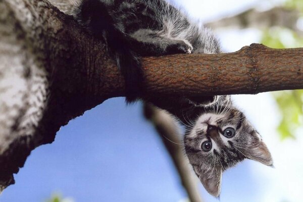 Gatito en una rama de árbol boca abajo