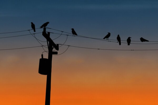 Uccelli seduti sui fili al tramonto