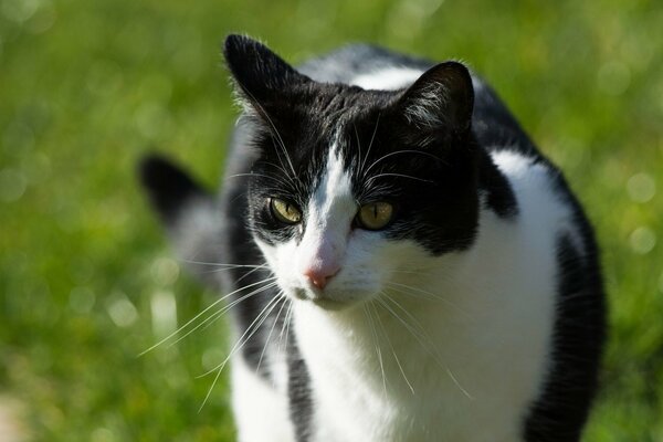 Black and white cat on a green background
