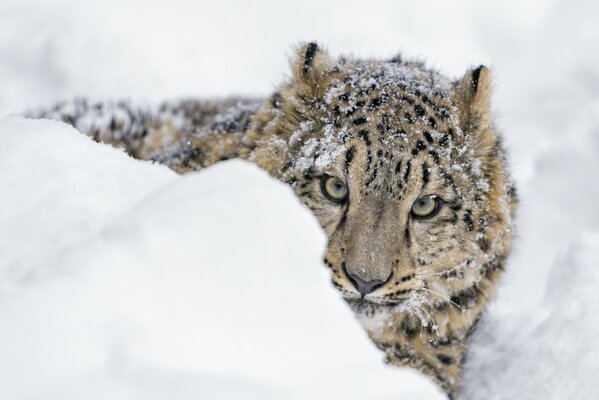 A young snow leopard looks out of a snowdrift