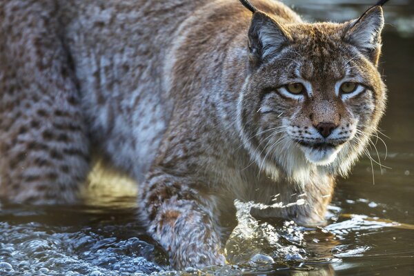 Ein räuberischer Luchs stiehlt mich über das Wasser