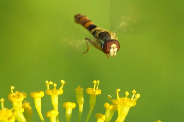 Una grande Mosca vuole sedersi sul fiore