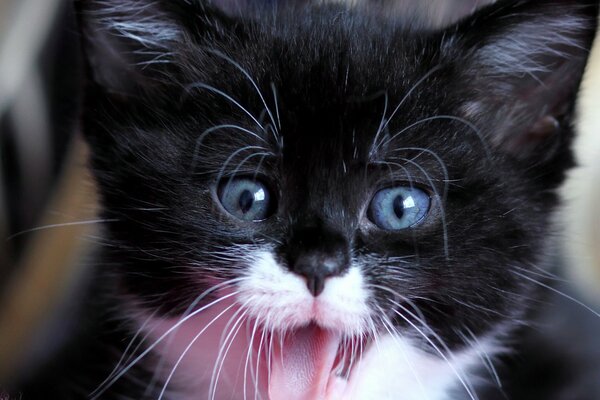 A black and white kitten with blue eyes