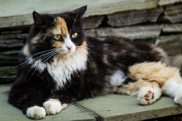 A large tricolor cat is resting