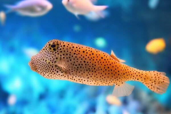A fish with a dot color in an aquarium