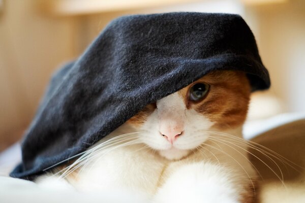 Divertente gatto rosso sotto il cappello