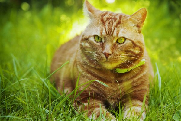 A red-haired cat in a collar