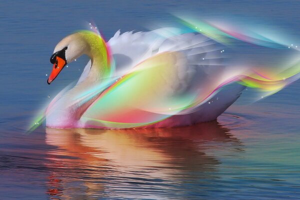 Cygne arc-en-ciel sur l eau